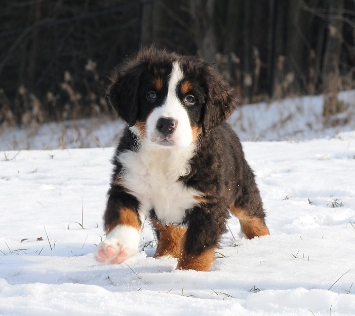 Miniature Bernese Mountain Dog Puppies for Sale - Greenfield Puppies
